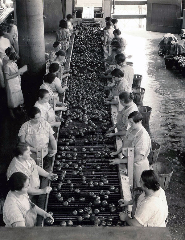 Sorting tomatoes